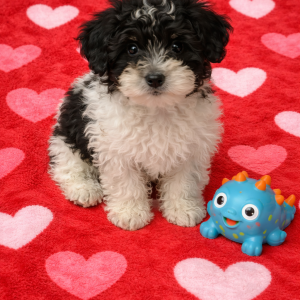 00AE77D1-638C-4813-81D6-DE46842BD223