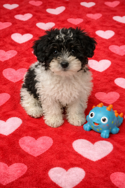 00AE77D1-638C-4813-81D6-DE46842BD223