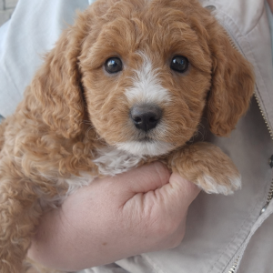 1AD95229-BF8D-4081-B039-E75C0C48CFE3