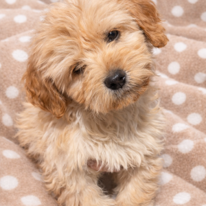 1BC37342-D29C-472A-A579-2DB4E1E98238