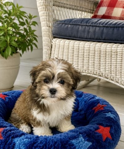Male Teddy Bear puppy available at Patty's Pups in Chicago, Illinois