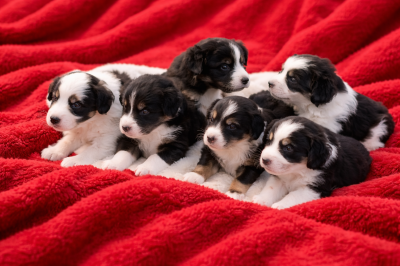 26CB6321-D7B3-480A-BB70-FE481F7B40CF