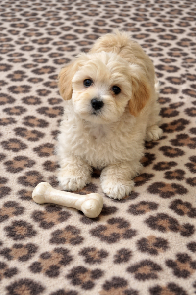 2FBF445B-18DD-4E21-A375-FF303821C516