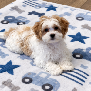 7B8ADB6F-2B0F-4770-A363-CB423C37365A