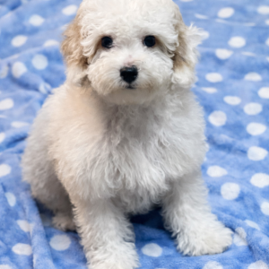 8DD3BF5C-45A0-4953-856F-733420E482C2