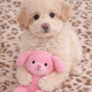 987C39EF-0523-4957-A695-BB5F18BB47E6