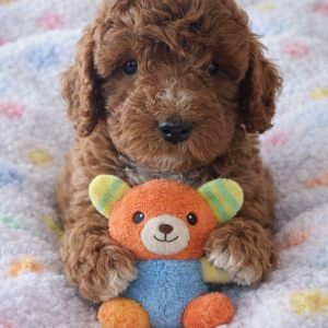 AC5533CB-36D3-4E6C-88B3-BF3FDA4E2AF2