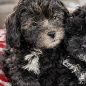 B03C6D39-E7E8-418C-A808-B2F8E7D93DFB