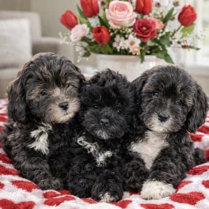 B03C6D39-E7E8-418C-A808-B2F8E7D93DFB