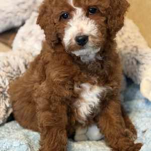 C35DED9C-506F-4BB0-B981-944CFAC757DA