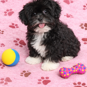 E304081E-05F3-45BD-AC5A-AE94B5474633