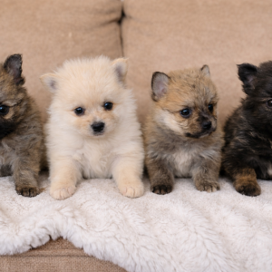 ED863C24-BE33-489B-91A3-EEAD6E3A81B4