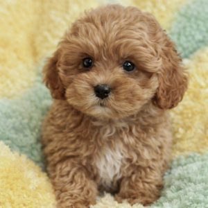 FEA95C52-5E87-4FC6-A98B-B284B089008E