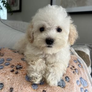 IMG_1452