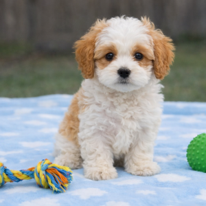 Puppy Breed and Traits