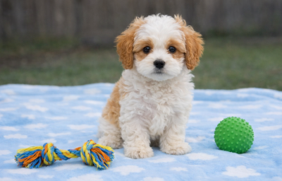 Puppy Breed and Traits
